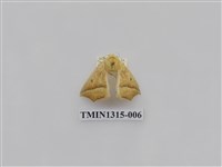 藏品(尺蠖蛾科)的圖片